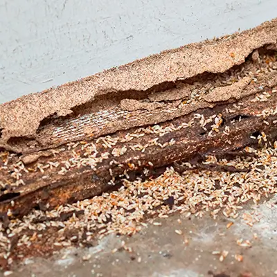 daño estructural en madera causado por humedad y termitas