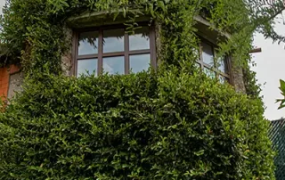 Ventanas de PVC en fachada residencial cubierta de vegetación que combinan diseño arquitectónico, eficiencia energética y aislamiento térmico en entorno sustentable.